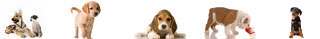 Mazomanie Animal Hosptial