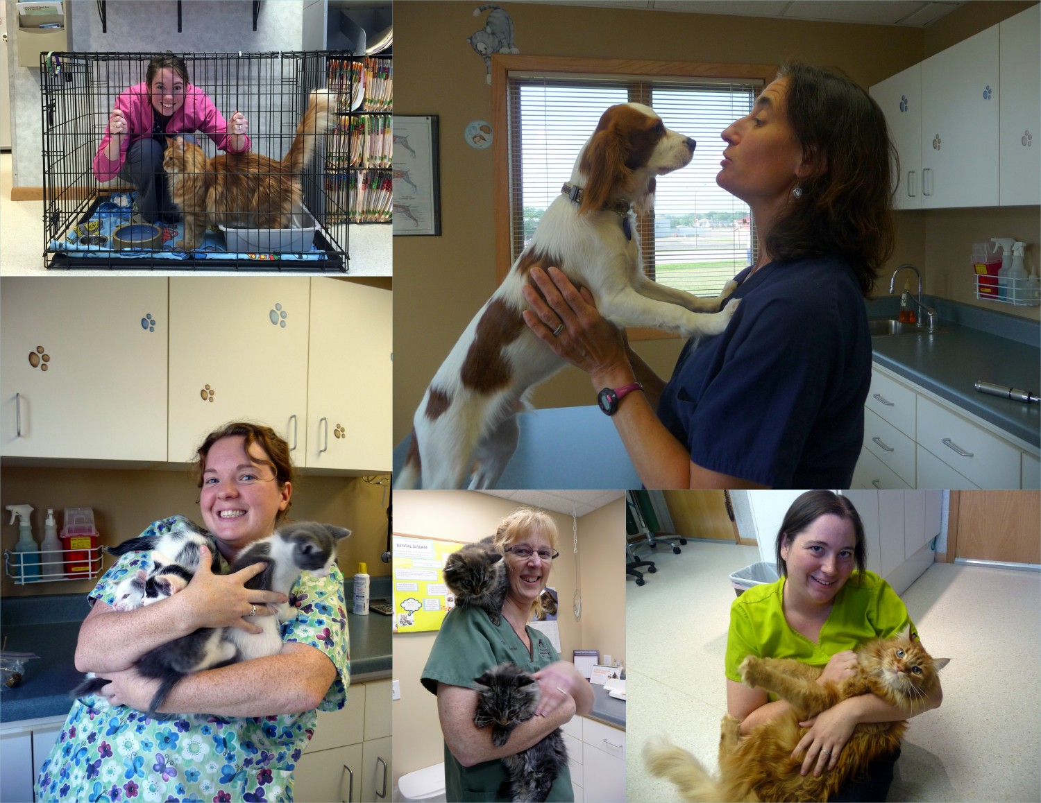 Staff and pets collage