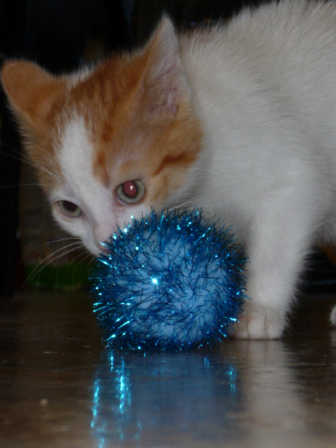 kitten with ball