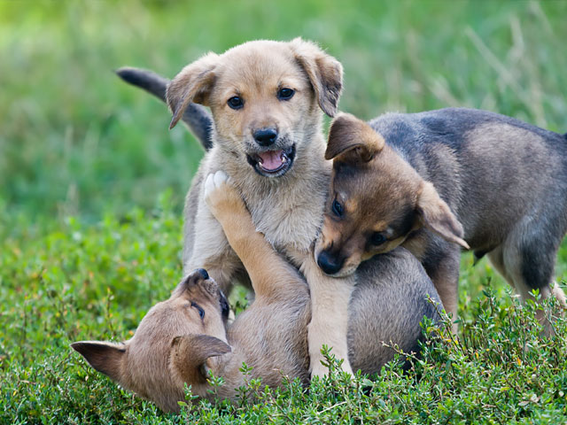 puppies playing