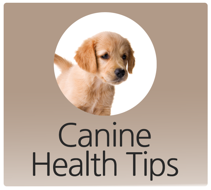 canine health tips