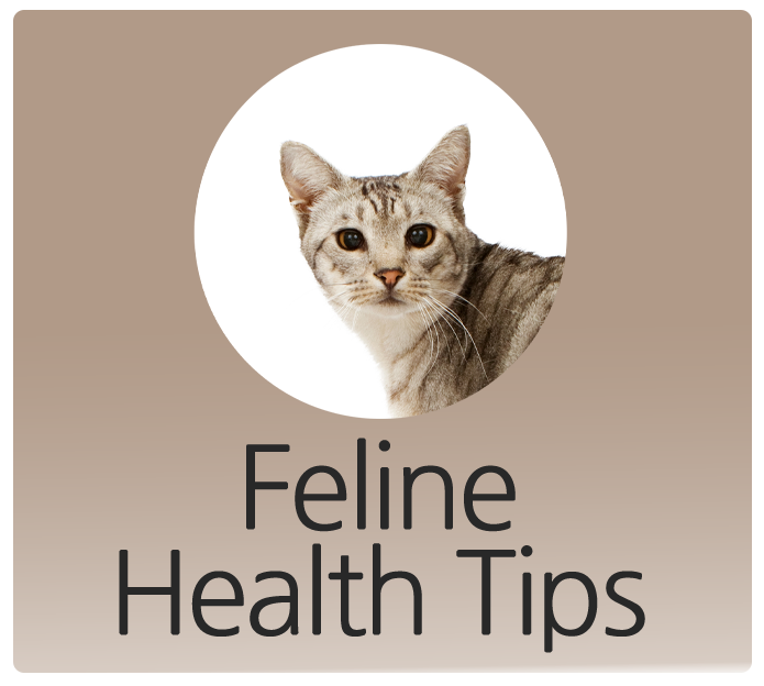 Feline Health Tips